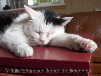 Frida sover