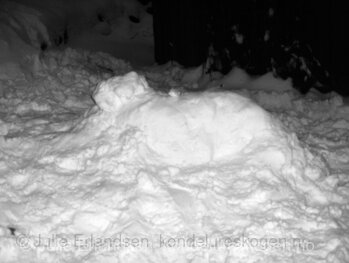 Snøhest